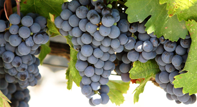 赤霞珠_(kāi)副本